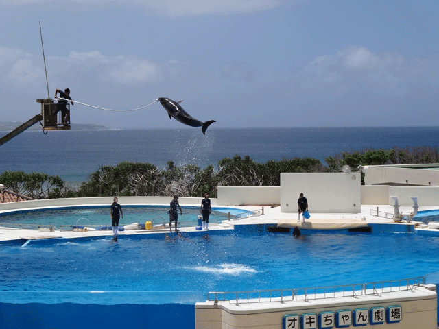 株式会社日食　沖縄出張　沖縄県国頭郡本部町　沖縄美ら海水族館　オキちゃん劇場　イルカショー