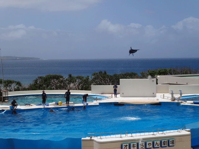 株式会社日食　沖縄出張　沖縄県国頭郡本部町　沖縄美ら海水族館　オキちゃん劇場　イルカショー