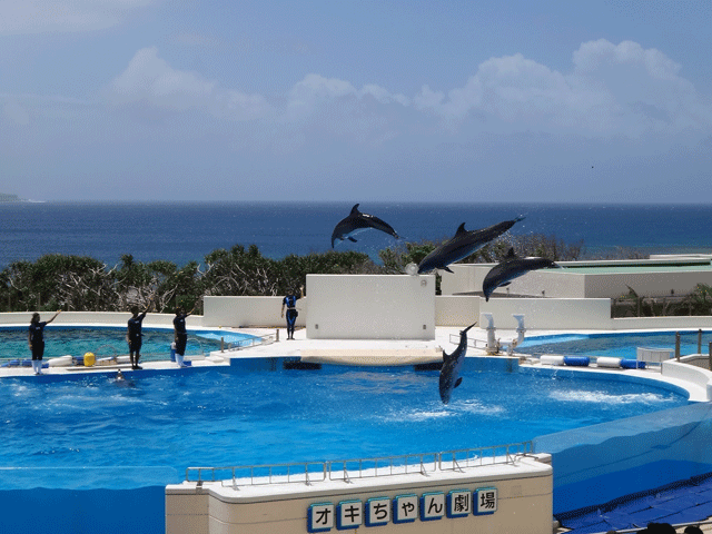 株式会社日食　沖縄出張　沖縄県国頭郡本部町　沖縄美ら海水族館　オキちゃん劇場　イルカショー