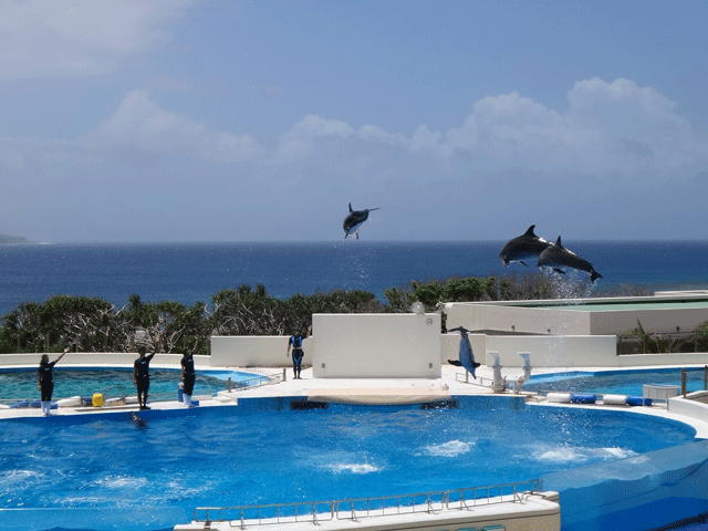 株式会社日食　沖縄出張　沖縄県国頭郡本部町　沖縄美ら海水族館　オキちゃん劇場　イルカショー