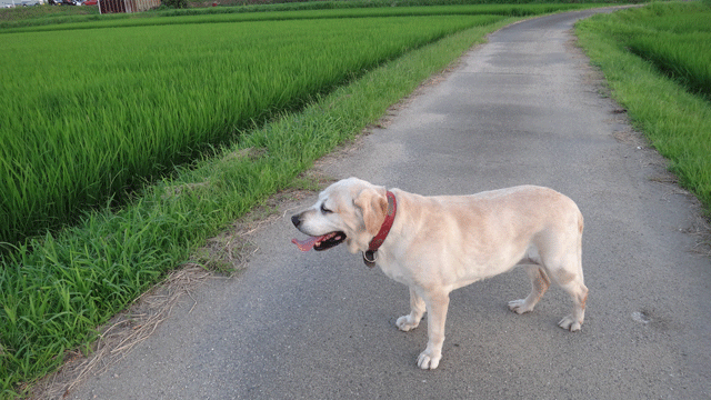 株式会社日食　愛犬ナナ　ゴールデン　ラブラドール　レトリバー　お散歩