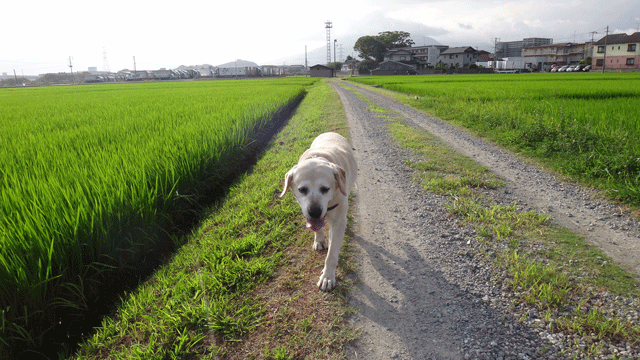 株式会社日食　愛犬ナナ　ゴールデン　ラブラドール　レトリバー　お散歩