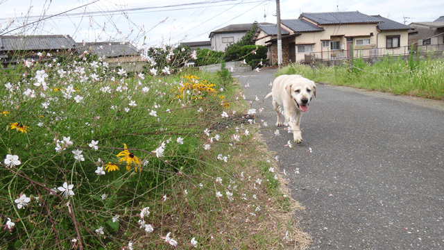 株式会社日食　愛犬ナナ　ゴールデン　ラブラドール　レトリバー　お散歩