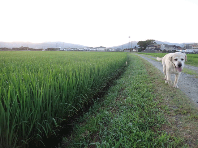 株式会社日食　愛犬ナナ　ゴールデン　ラブラドール　レトリバー　お散歩