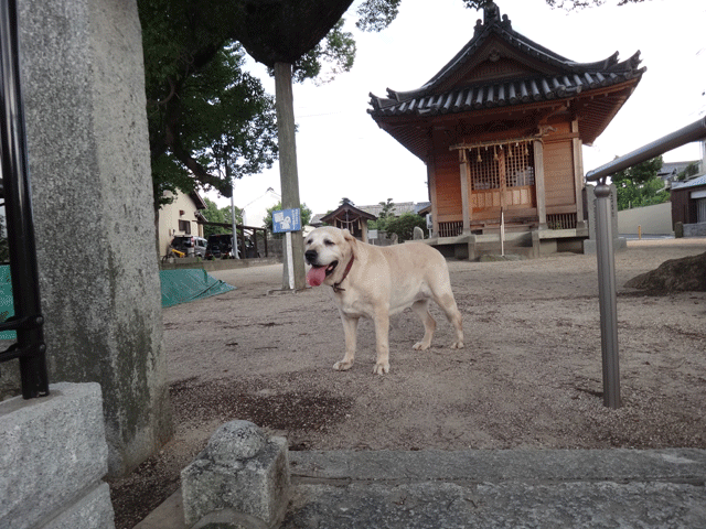 株式会社日食　愛犬ナナ　ゴールデン　ラブラドール　レトリバー　お散歩