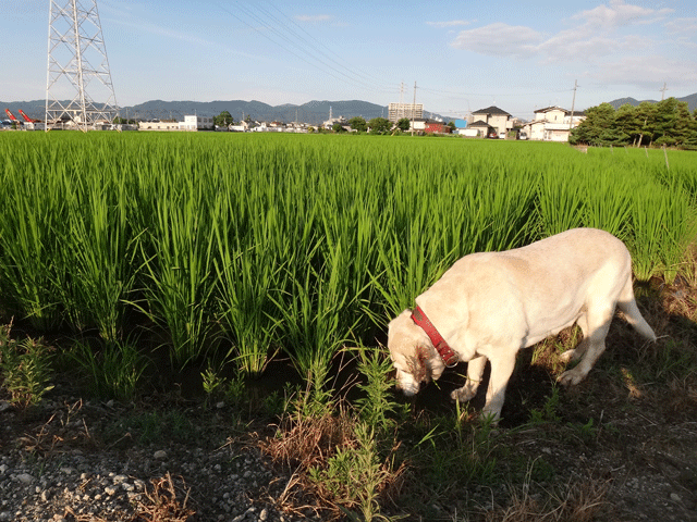 株式会社日食　愛犬ナナ　ゴールデン　ラブラドール　レトリバー　お散歩