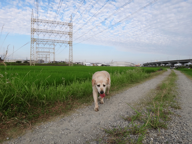 株式会社日食　愛犬ナナ　ゴールデン　ラブラドール　レトリバー　お散歩