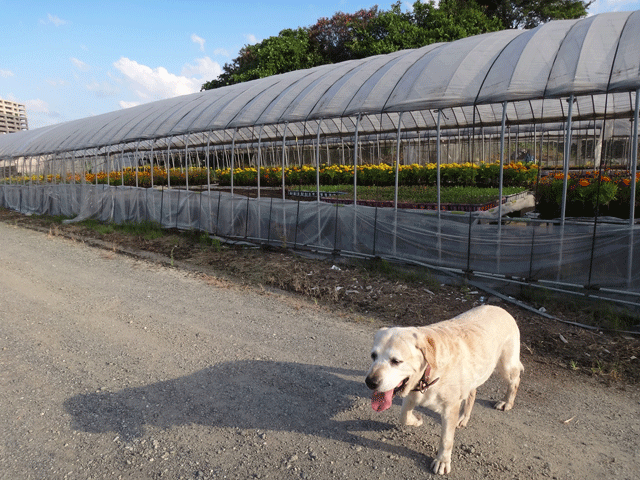 株式会社日食　愛犬ナナ　ゴールデン　ラブラドール　レトリバー　お散歩