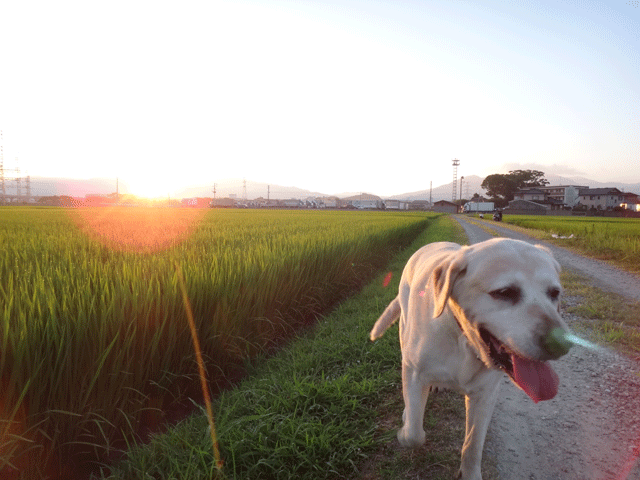 株式会社日食　愛犬ナナ　ゴールデン　ラブラドール　レトリバー　お散歩