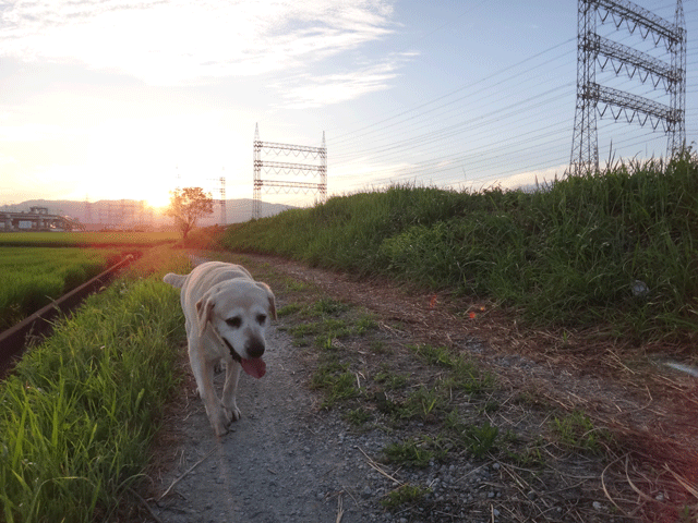 株式会社日食　愛犬ナナ　ゴールデン　ラブラドール　レトリバー　お散歩