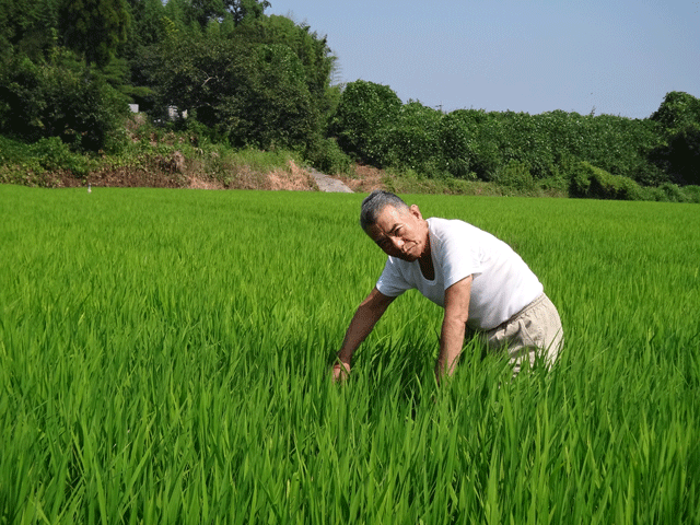 株式会社日食　大分県中津市永添　中津沖代営農組合　古梶大和