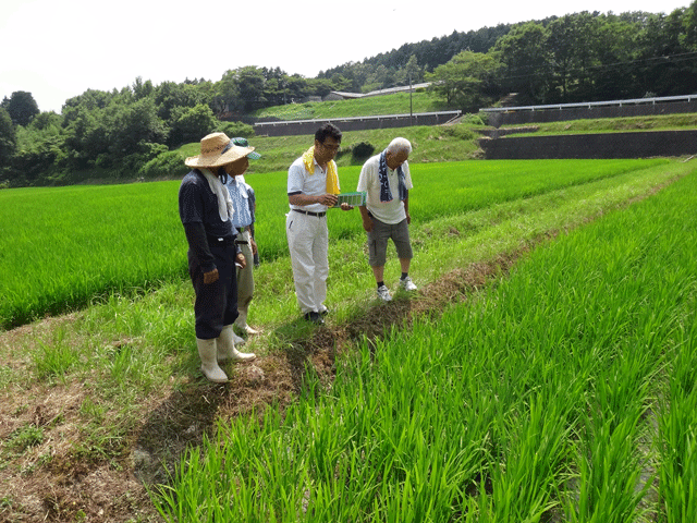 株式会社日食　大分県杵築市山香町　山香有機の会　ヒノヒカリ　田んぼ視察