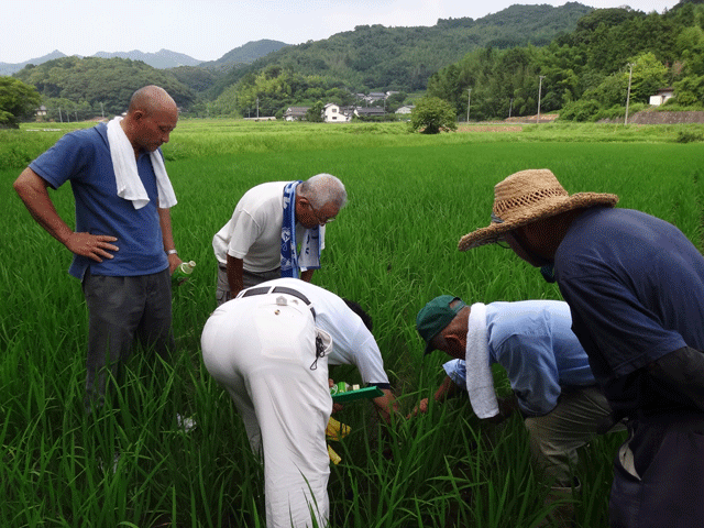 株式会社日食　大分県杵築市山香町　山香有機の会　ヒノヒカリ　田んぼ視察　