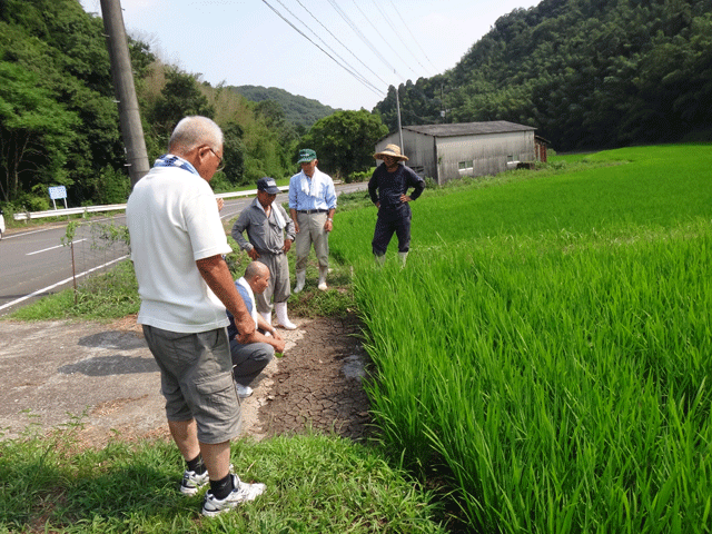 株式会社日食　大分県杵築市山香町　山香有機の会　ヒノヒカリ　田んぼ視察　平野正直さん