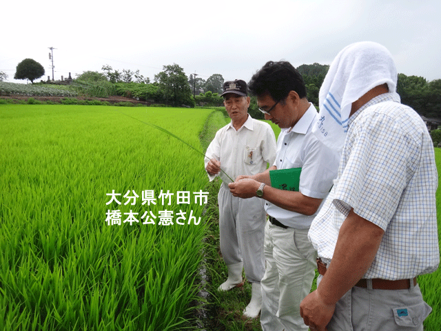 株式会社日食　大分県田んぼ視察　大分県竹田市米納　橋本公憲さん　ヒノヒカリ