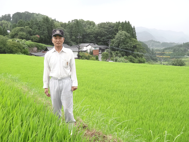 株式会社日食　大分県田んぼ視察　大分県竹田市米納　橋本公憲さん　ヒノヒカリ