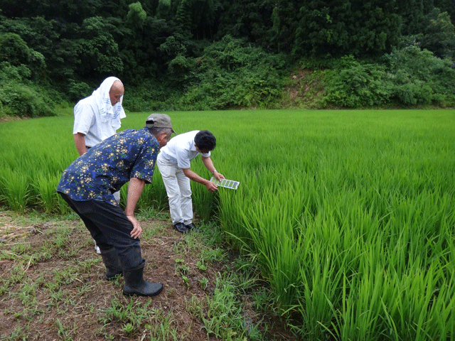 株式会社日食　大分県田んぼ視察　大分県竹田市小川　田部誠樹さん　ヒノヒカリ　ひとめぼれ