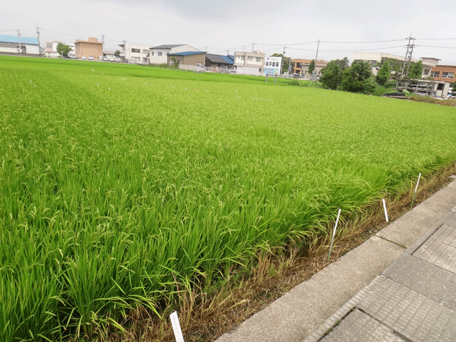 株式会社日食　ＪＡ花咲ふくい　坂井農場　試験圃場　ハナエチゼン