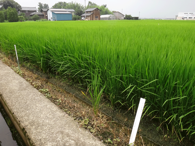 株式会社日食　ＪＡ花咲ふくい　坂井農場　試験圃場　コシヒカリ