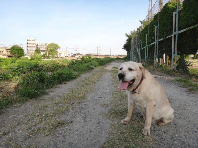 株式会社日食　愛犬ナナ　ゴールデン　ラブラドール　レトリバー　お散歩