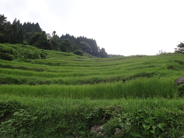 株式会社日食　【熊波の棚田】　兵庫県但馬　美方郡香美町村岡区熊波　棚田米コシヒカリ