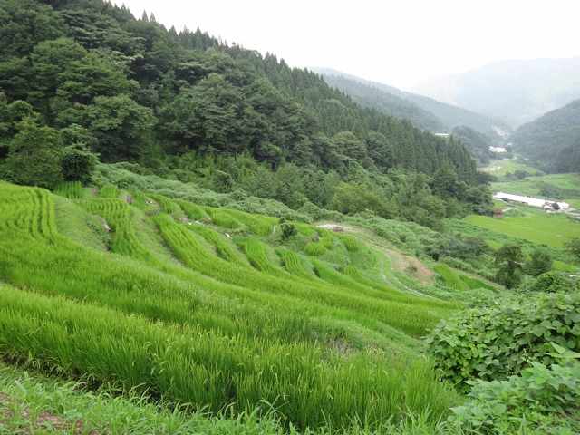 株式会社日食　【熊波の棚田】　兵庫県但馬　美方郡香美町村岡区熊波　棚田米コシヒカリ