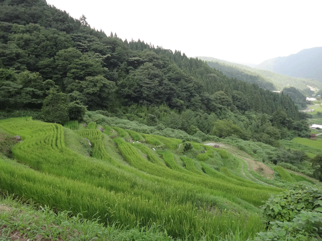 株式会社日食　【熊波の棚田】　兵庫県但馬　美方郡香美町村岡区熊波　棚田米コシヒカリ