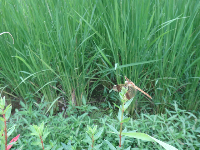 株式会社日食　【熊波の棚田】　兵庫県但馬　美方郡香美町村岡区熊波　棚田米コシヒカリ　マユタテアカネ