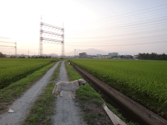 株式会社日食　愛犬ナナ　ゴールデン　ラブラドール　レトリバー　お散歩