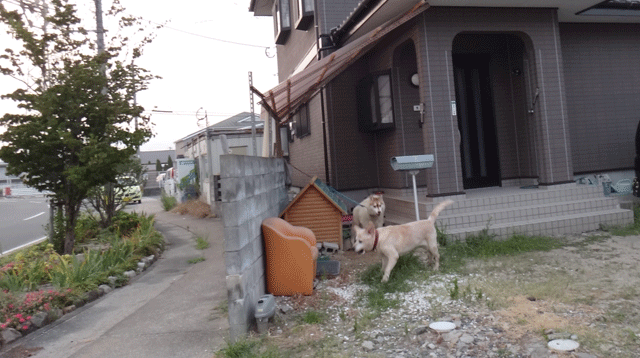 株式会社日食　愛犬ナナ　ゴールデン　ラブラドール　レトリバー　お散歩