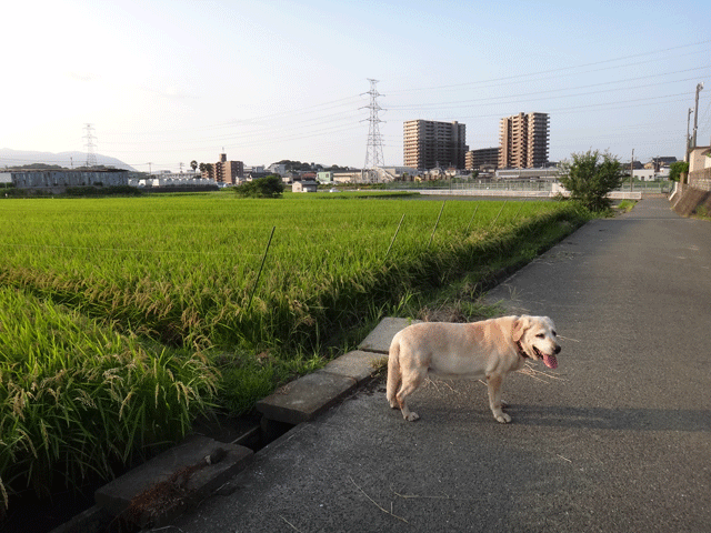 株式会社日食　愛犬ナナ　ゴールデン　ラブラドール　レトリバー　お散歩