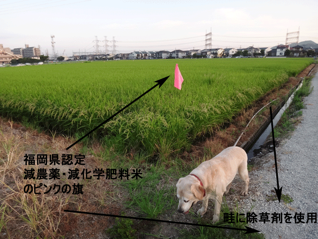 株式会社日食 愛犬ナナ ゴールデン ラブラドール レトリバー お散歩