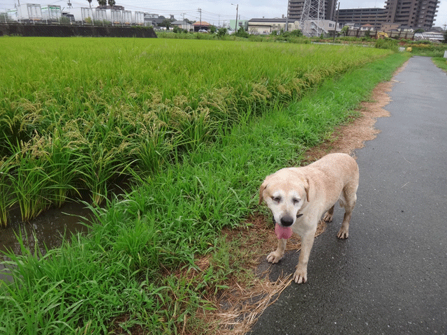 株式会社日食　愛犬ナナ　ゴールデン　ラブラドール　レトリバー　お散歩