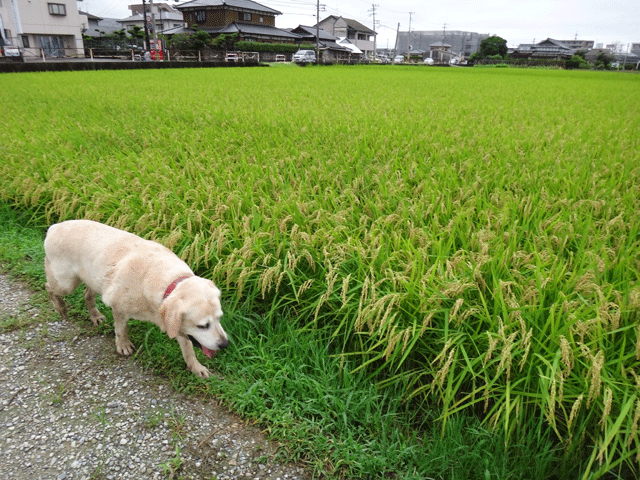 株式会社日食　愛犬ナナ　ゴールデン　ラブラドール　レトリバー　お散歩