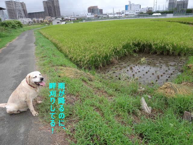 株式会社日食　愛犬ナナ　ゴールデン　ラブラドール　レトリバー　お散歩