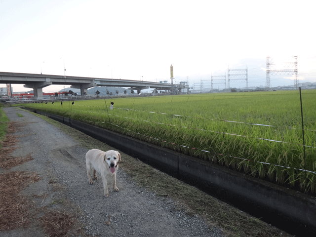 株式会社日食　愛犬ナナ　ゴールデン　ラブラドール　レトリバー　お散歩