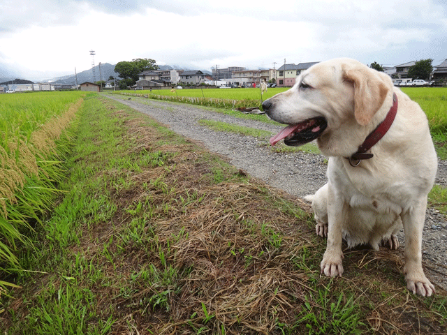 株式会社日食　愛犬ナナ　ゴールデン　ラブラドール　レトリバー　お散歩