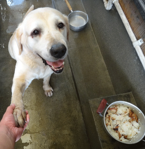 株式会社日食　愛犬ナナ　ゴールデン　ラブラドール　朝ごはん