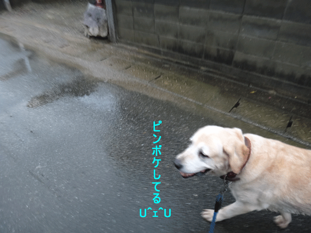 株式会社日食 愛犬ナナ ゴールデン ラブラドール レトリバー お散歩