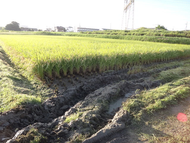 株式会社日食　福岡県糟屋郡粕屋町　福岡県産米　夢つくし