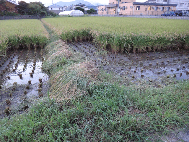 株式会社日食　福岡県糟屋郡粕屋町　福岡県産米　夢つくし