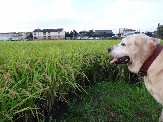 株式会社日食　愛犬ナナ　ゴールデン　ラブラドール　レトリバー　お散歩