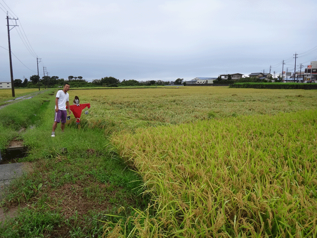 株式会社日食　ＪＡ花咲ふくい　販売推進課　新宅係長　福井県あわら市　イクヒカリ　コシヒカリ