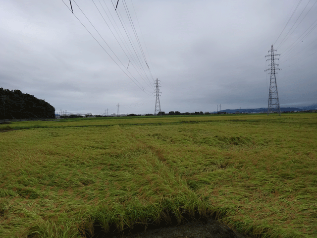 株式会社日食　ＪＡ花咲ふくい　販売推進課　新宅係長　福井県あわら市　コシヒカリ