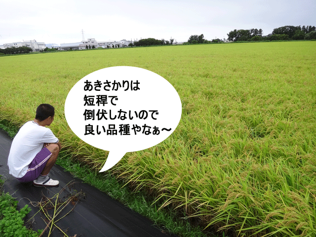 株式会社日食　ＪＡ花咲ふくい　販売推進課　新宅係長　福井県あわら市　あきさかり