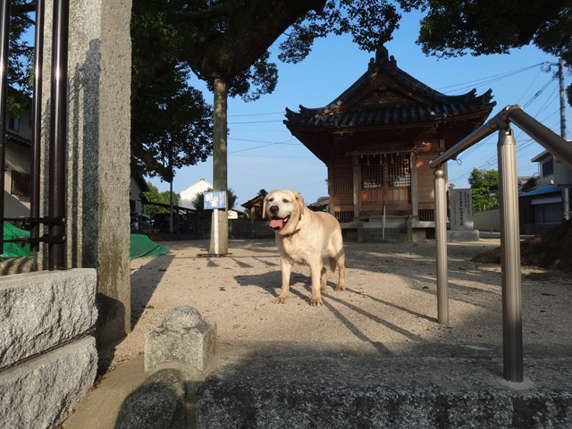 株式会社日食　愛犬ナナ　ゴールデン　ラブラドール　レトリバー　お散歩