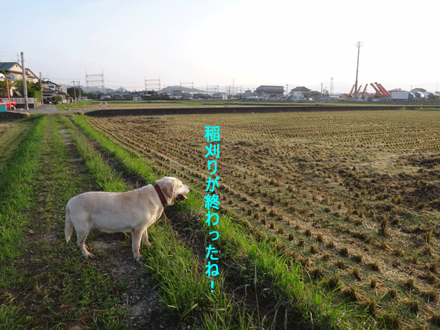 株式会社日食　愛犬ナナ　ゴールデン　ラブラドール　レトリバー　お散歩