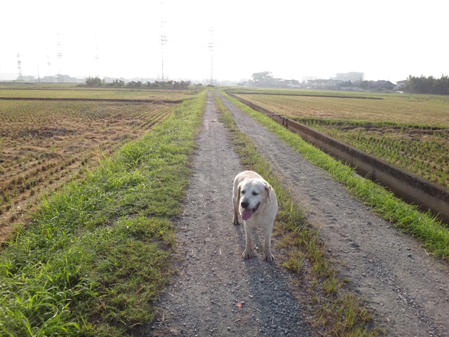 株式会社日食　愛犬ナナ　ゴールデン　ラブラドール　レトリバー　お散歩