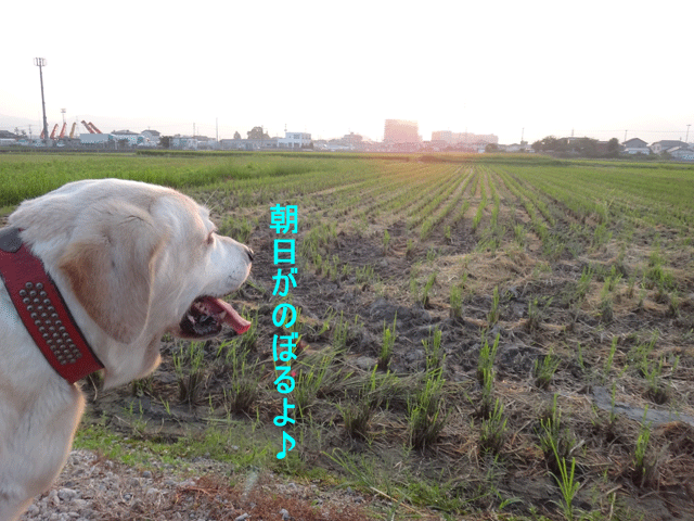 株式会社日食　愛犬ナナ　ゴールデン　ラブラドール　レトリバー　お散歩