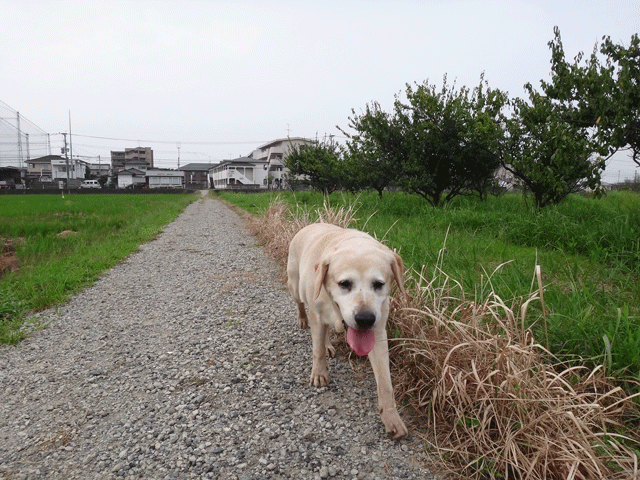 株式会社日食　愛犬ナナ　ゴールデン　ラブラドール　レトリバー　お散歩